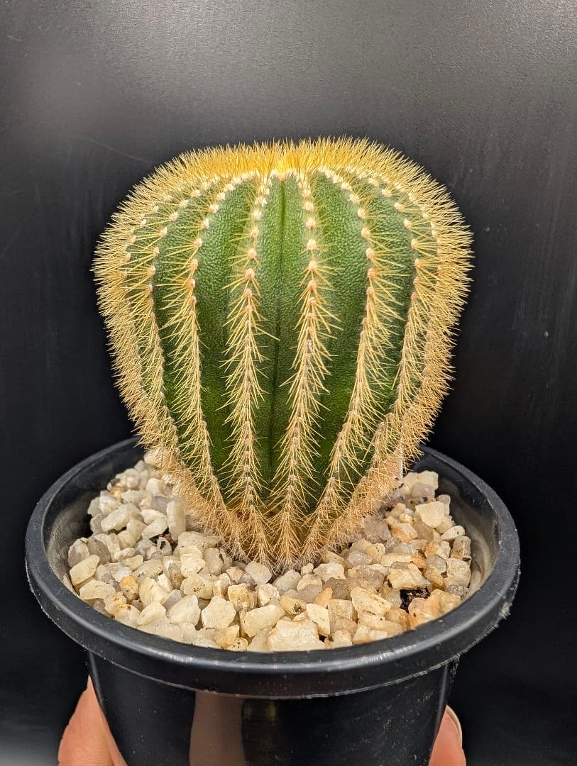 エリオカクトイデス 国内実生 鉢植えメルカリ便送料込み