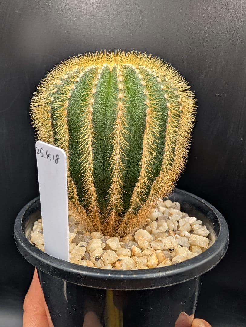 エリオカクトイデス 国内実生 鉢植えメルカリ便送料込み