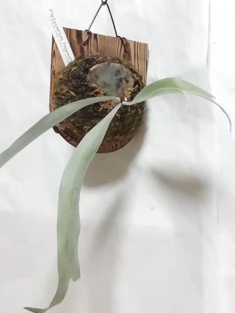 ビカクシダ　人気のピユーチヤン　株分け品