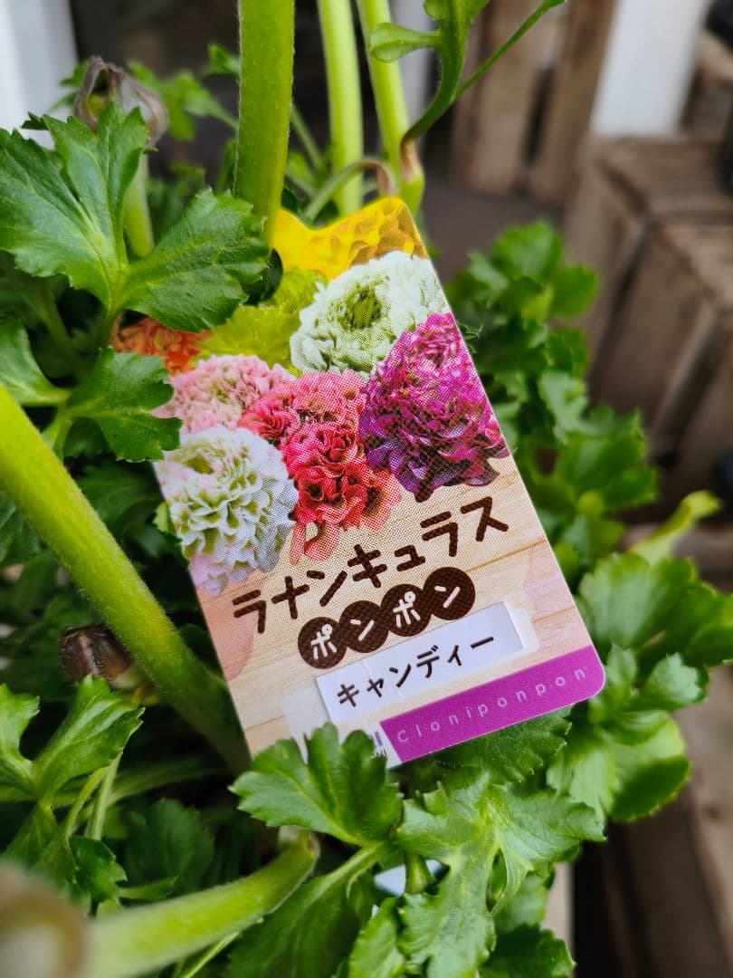 まるで飴細工♡ ラナンキュラス・キャンディー｜フリルが可愛いポンポン咲き　5号