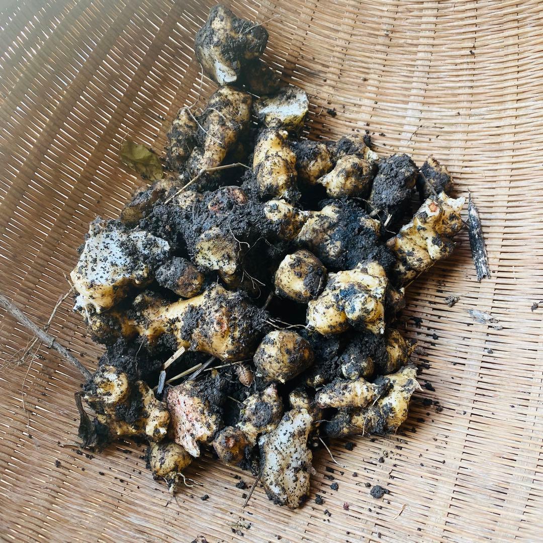 菊芋が生えてくる肥沃な土　みかん箱3箱分パンパンに詰めます　〜25キロ