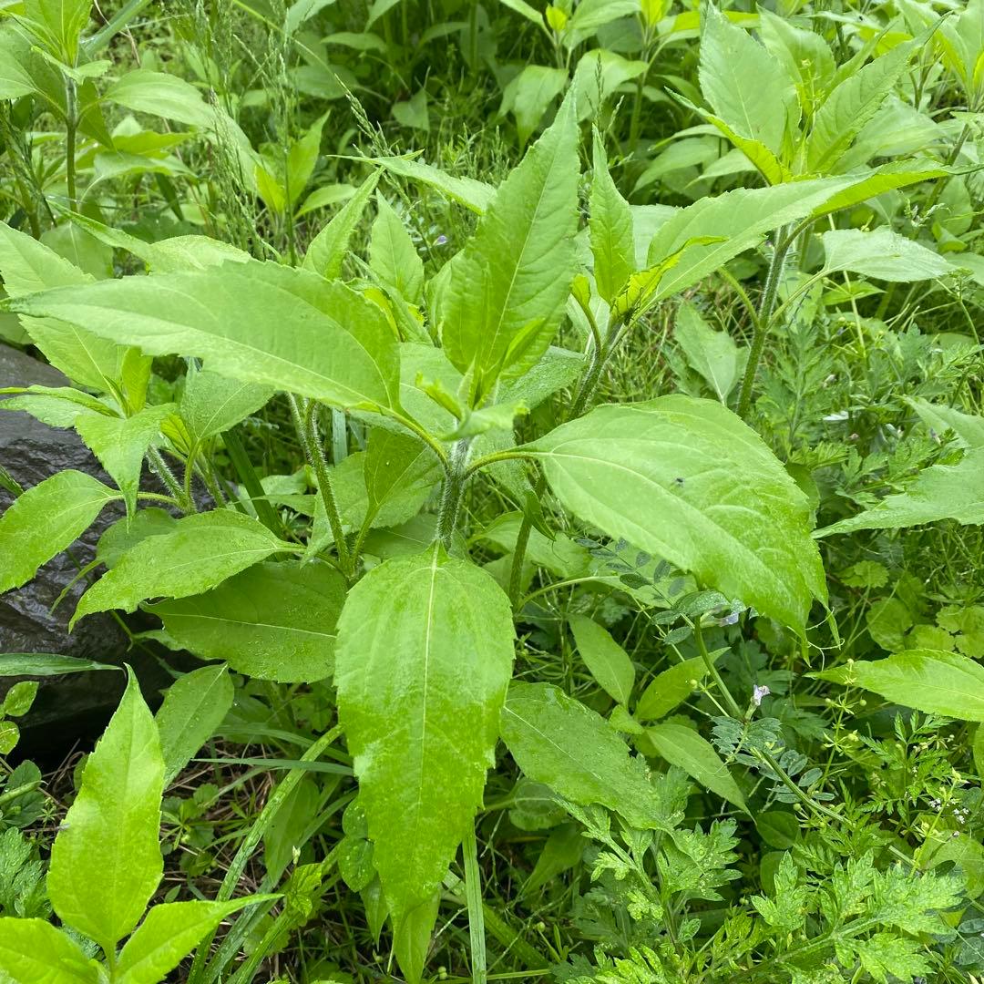 菊芋が生えてくる肥沃な土　みかん箱3箱分パンパンに詰めます　〜25キロ