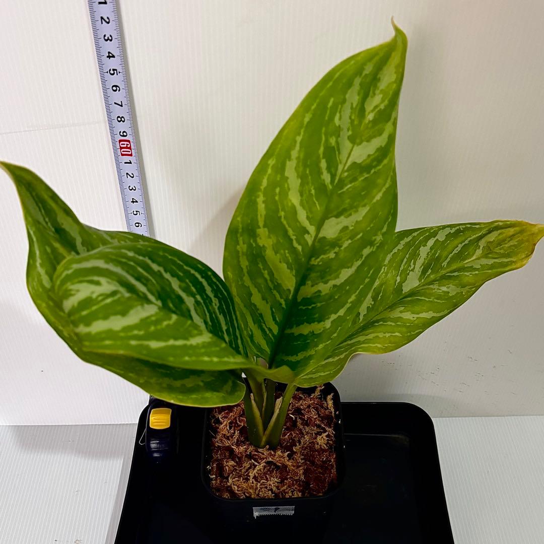アグラオネマ ニティドゥム カーティシー 観葉植物 LEON レオン 9