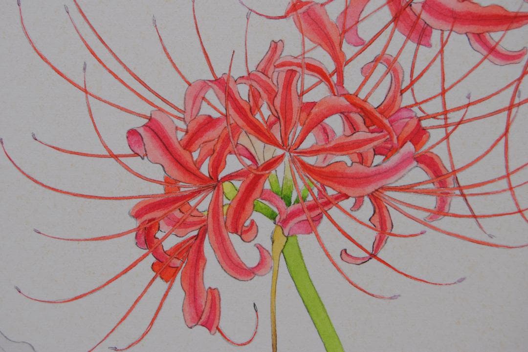 山本敏雄 彼岸花 曼殊沙華 秋 花の絵 絵画 静物画 水彩画