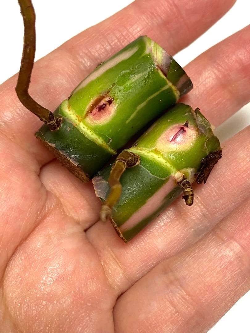 ２つです‼️【太茎‼️】フィロデンドロン　ホワイトプリンセス　茎③ 斑入り　希少人気