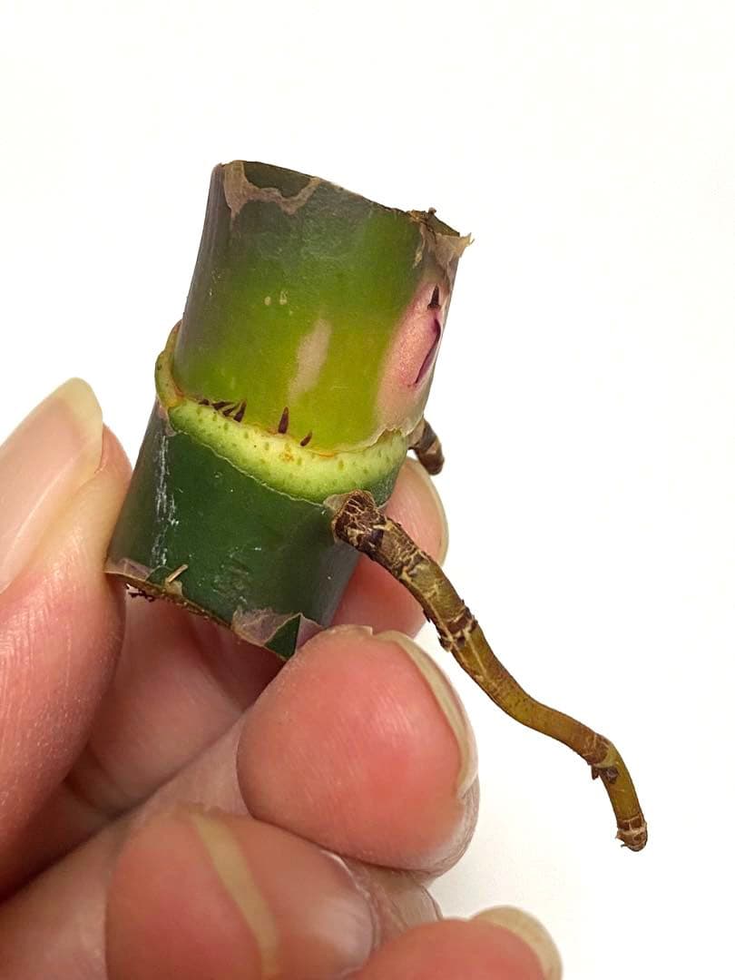 ２つです‼️【太茎‼️】フィロデンドロン　ホワイトプリンセス　茎③ 斑入り　希少人気