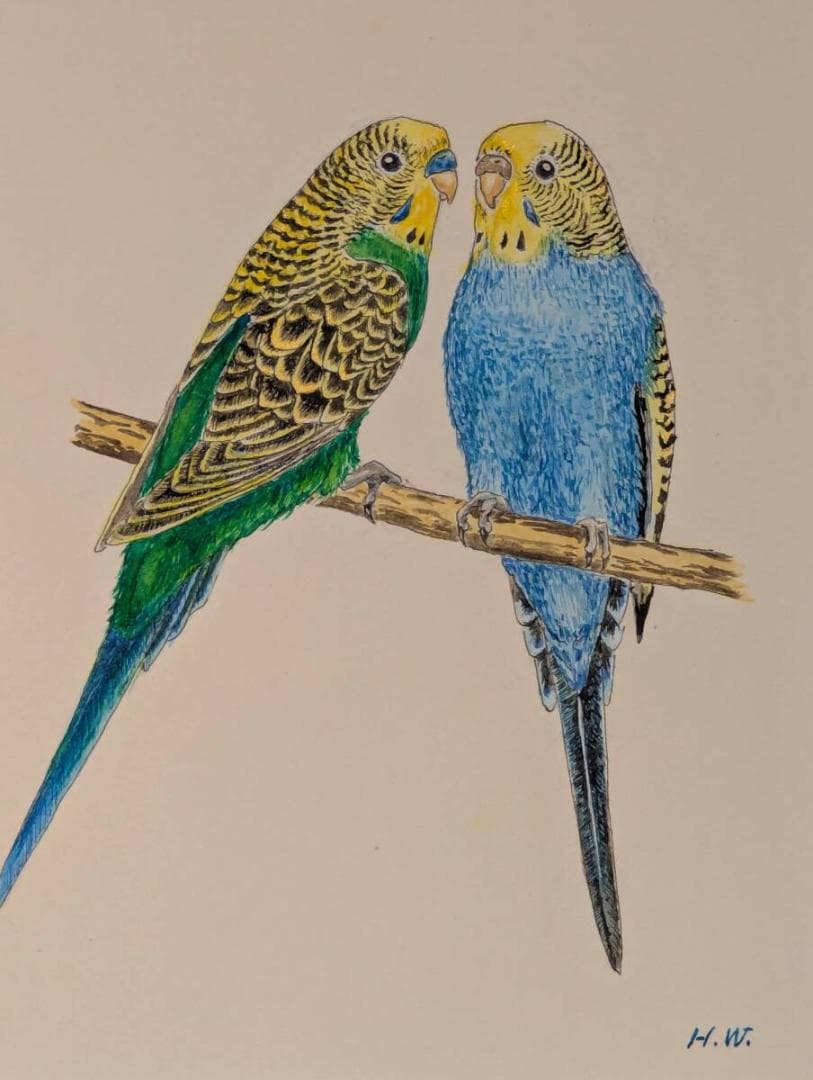 【真作】絵画　水彩　セキセイインコ　ペア　二羽の小鳥　青と緑のインコ　Y185