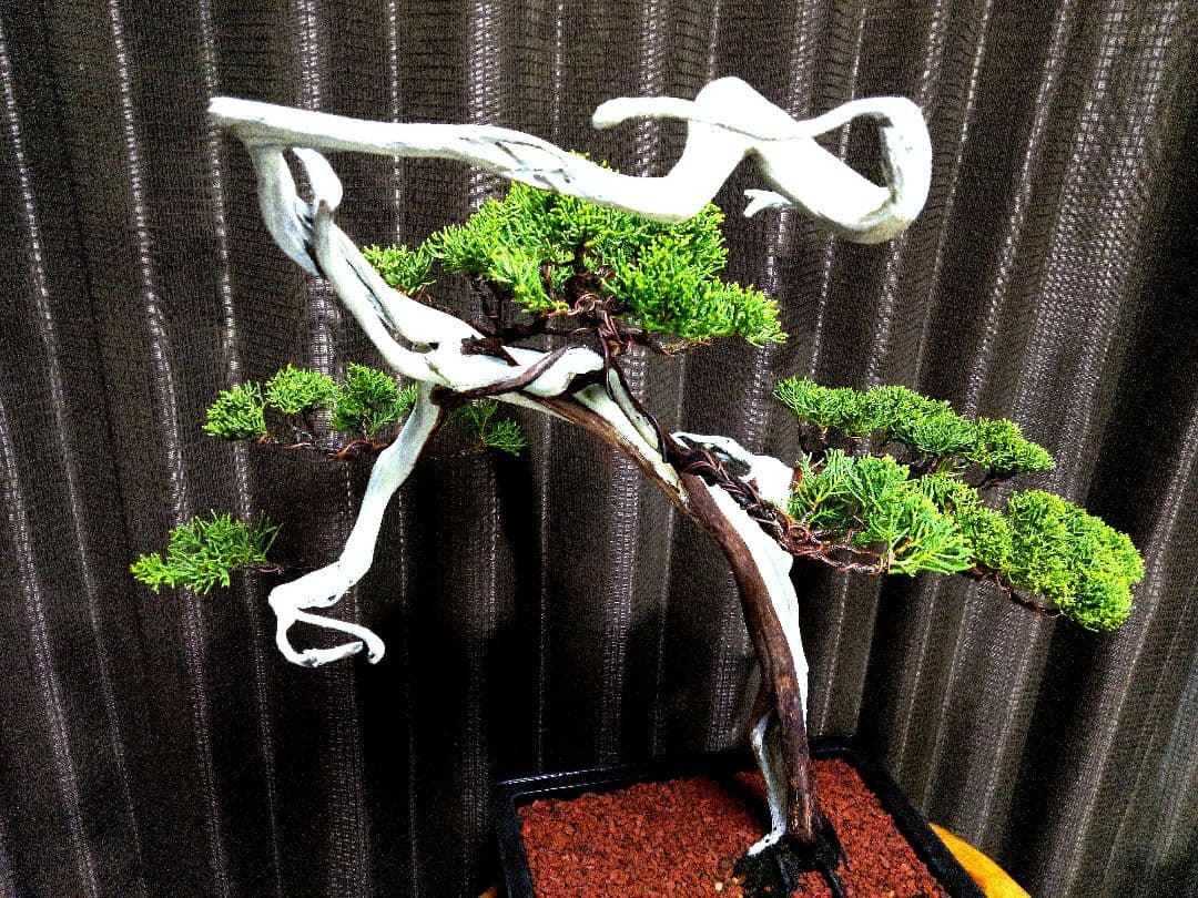 【中品 　糸魚川真柏盆栽】 ⭕明星山採取 樹齢100年超❗