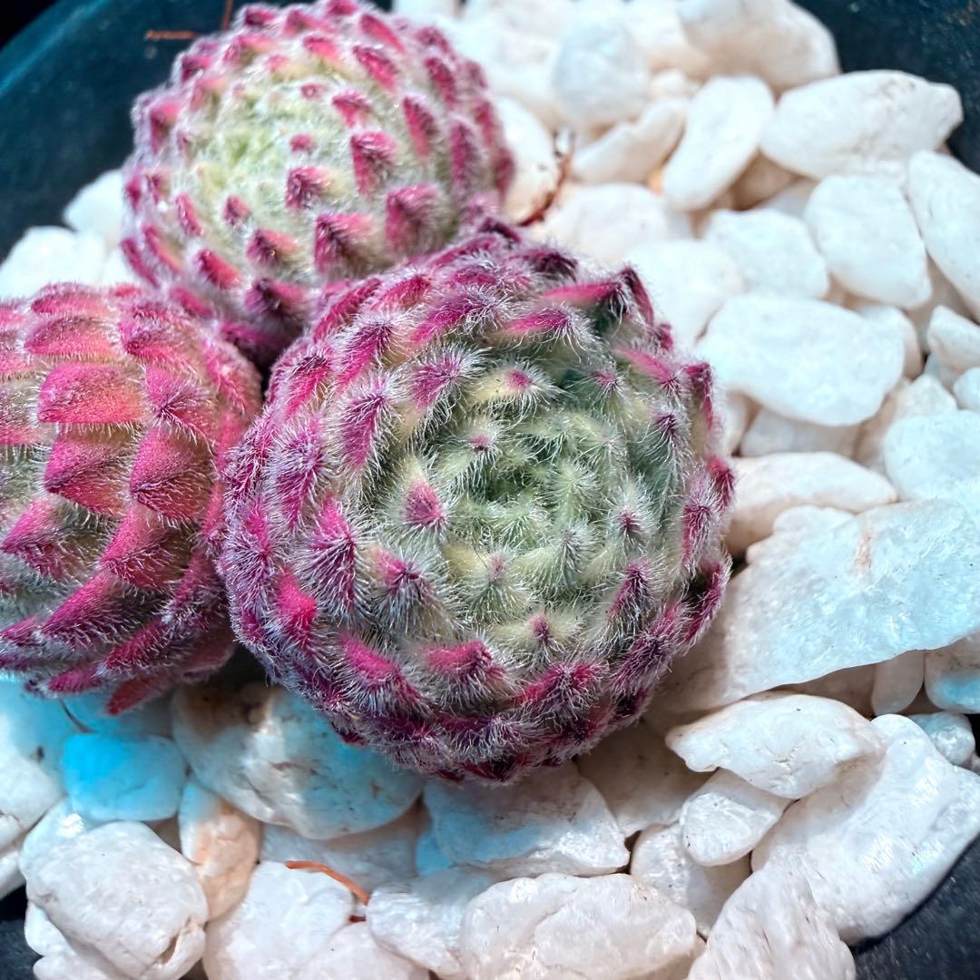 新入荷　レア新品種　センペルビウム錦　(3つ)セット　多肉植物