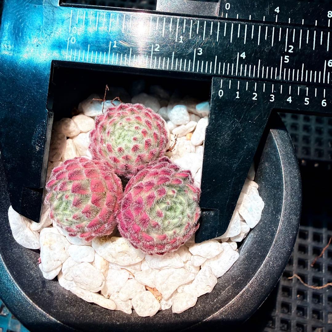 新入荷　レア新品種　センペルビウム錦　(3つ)セット　多肉植物