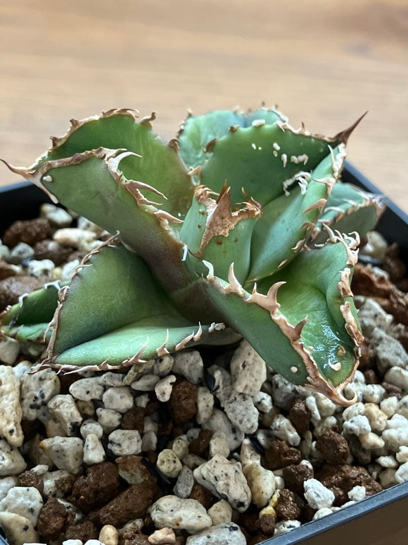 速達【鉢ごと発送】ぶつぶつ　アガべ　チタノタ　鰐亀　ワニガメ　TC
