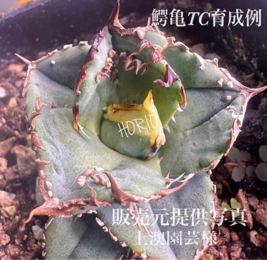 速達【鉢ごと発送】ぶつぶつ　アガべ　チタノタ　鰐亀　ワニガメ　TC