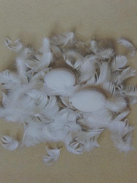 牛島義弘、【孵卵床】、希少な大判額装用画集より、美品、日本人画家