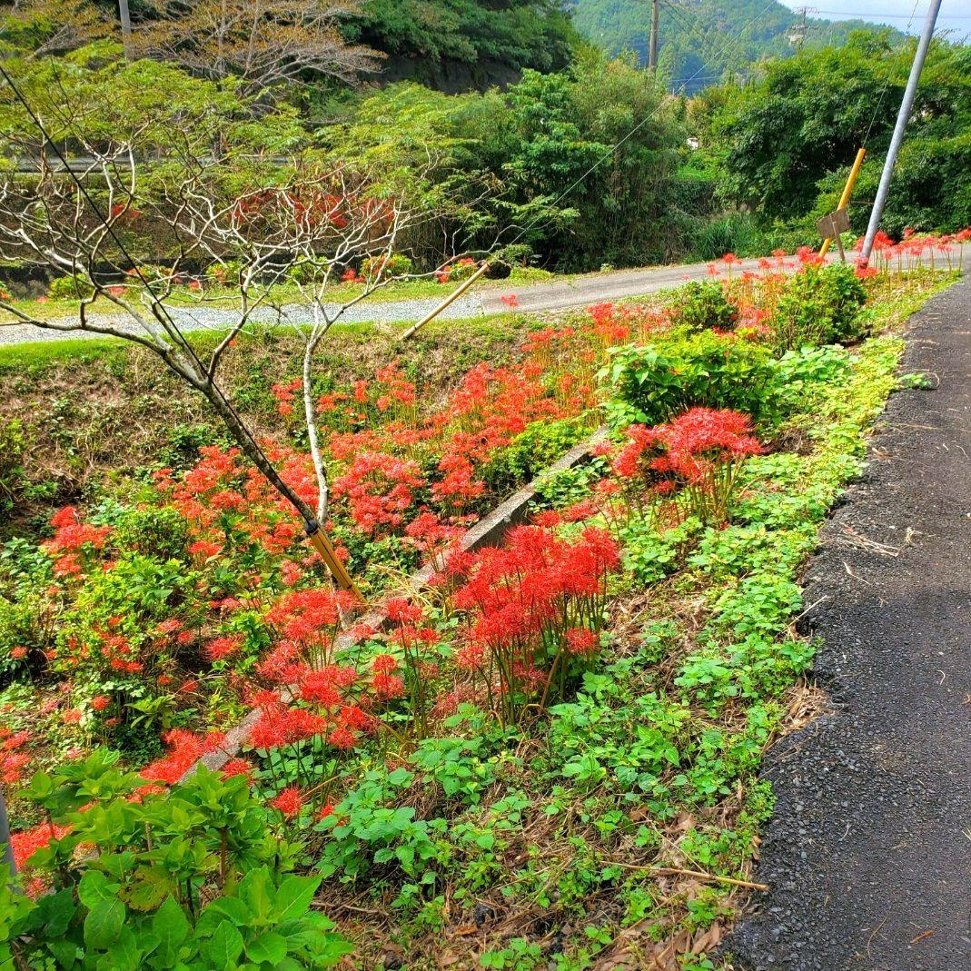 はちさん用【数量限定】彼岸花球根