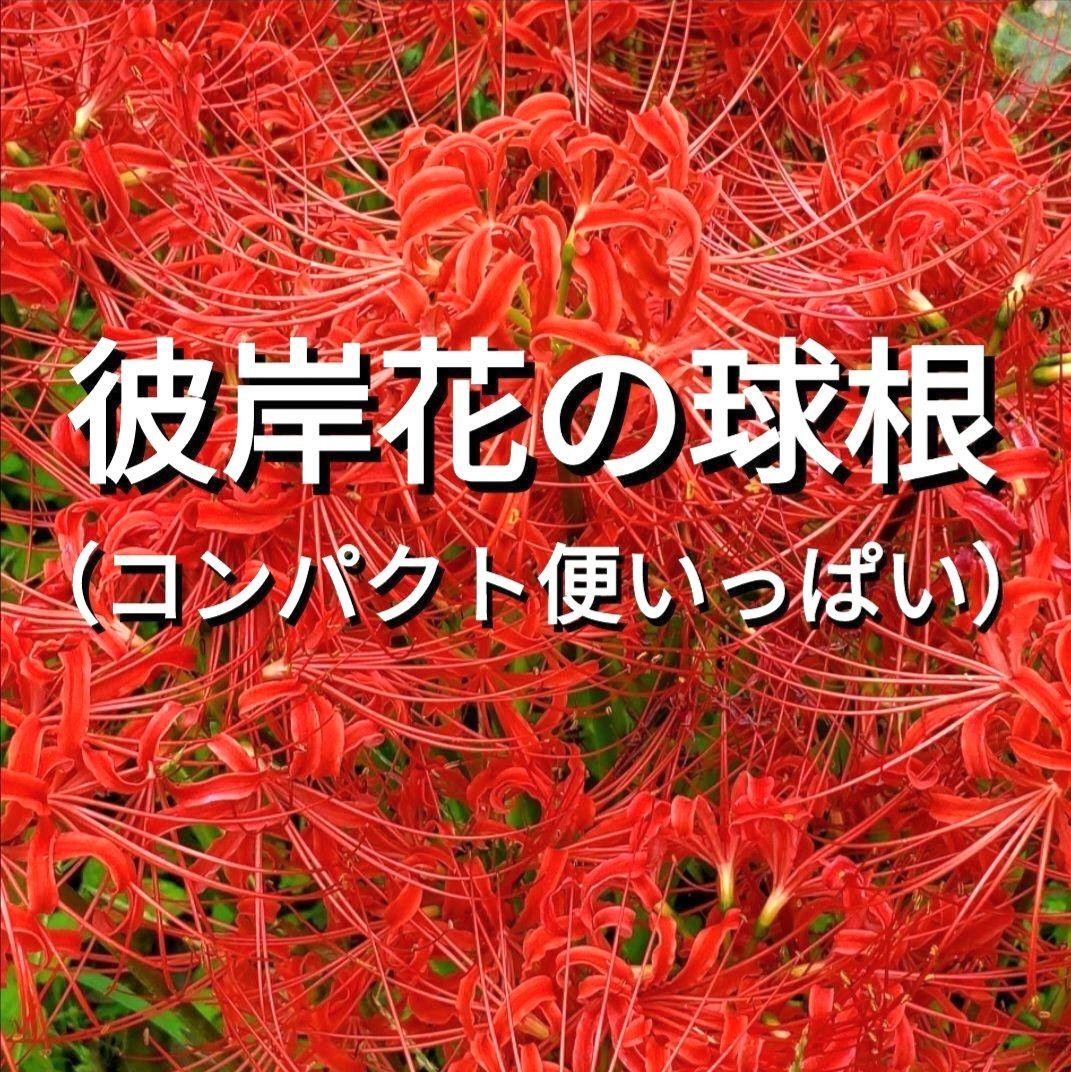 はちさん用【数量限定】彼岸花球根