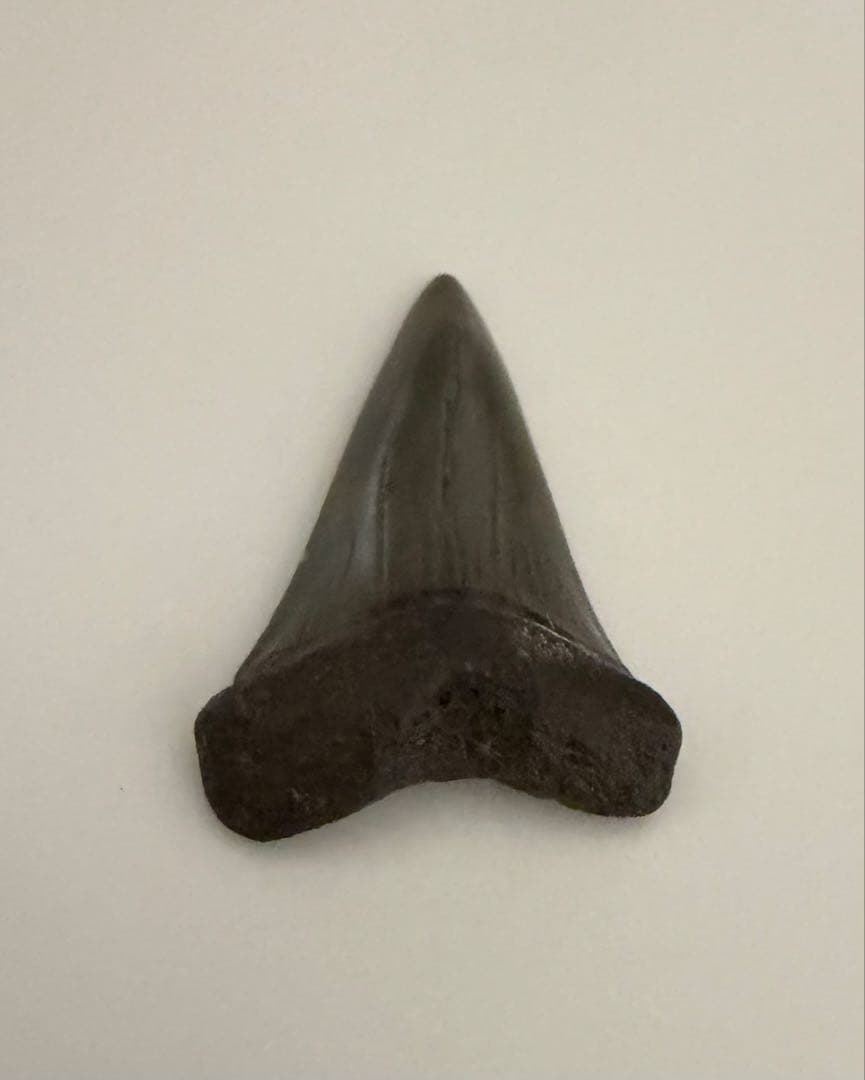 サメの歯の化石　約700万年前から300万年前