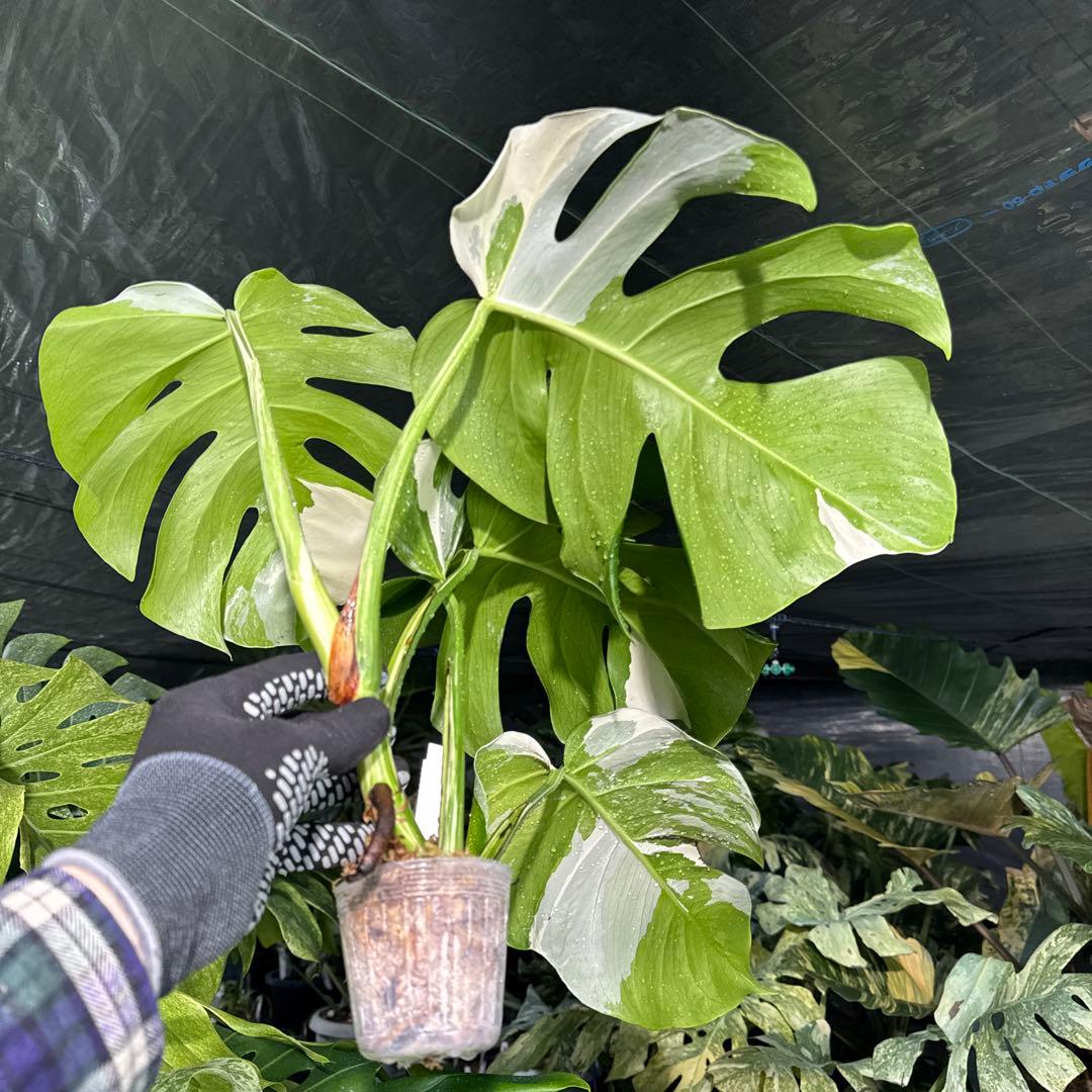 AA2 モンステラ　ボルギシアナ　アルボ　ホワイトタイガー白斑　健康カット苗