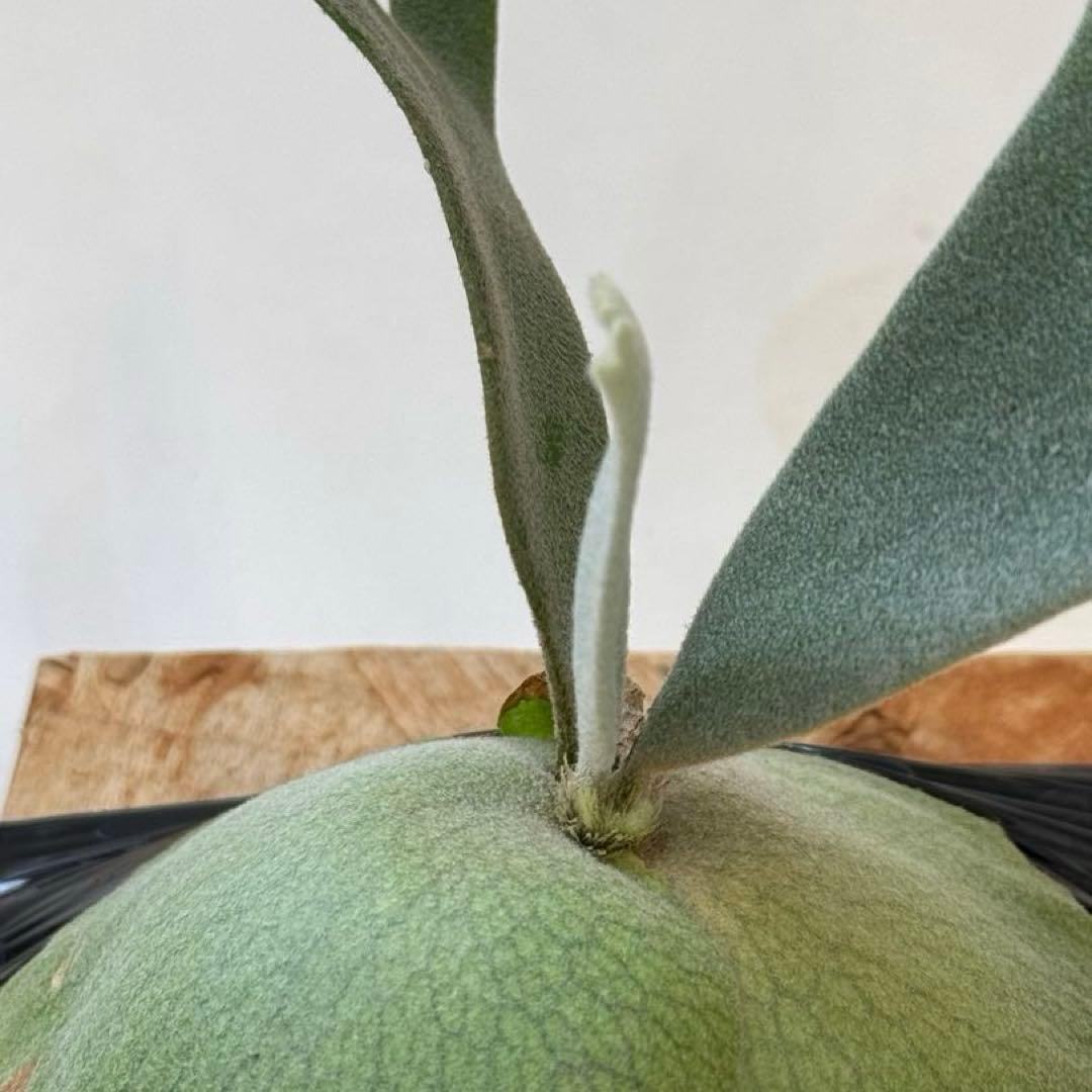 ◆ P.Willinckii ‘Jade Girl ’spore（J-020）