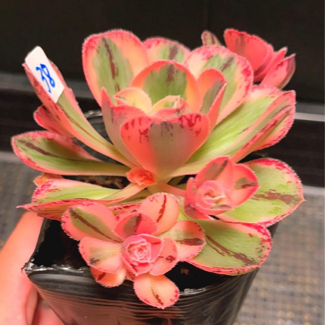 38#多肉植物アエオニウム❤️ロスコフ錦❤️青花磁❤️1大頭4小頭11cm拔キ苗