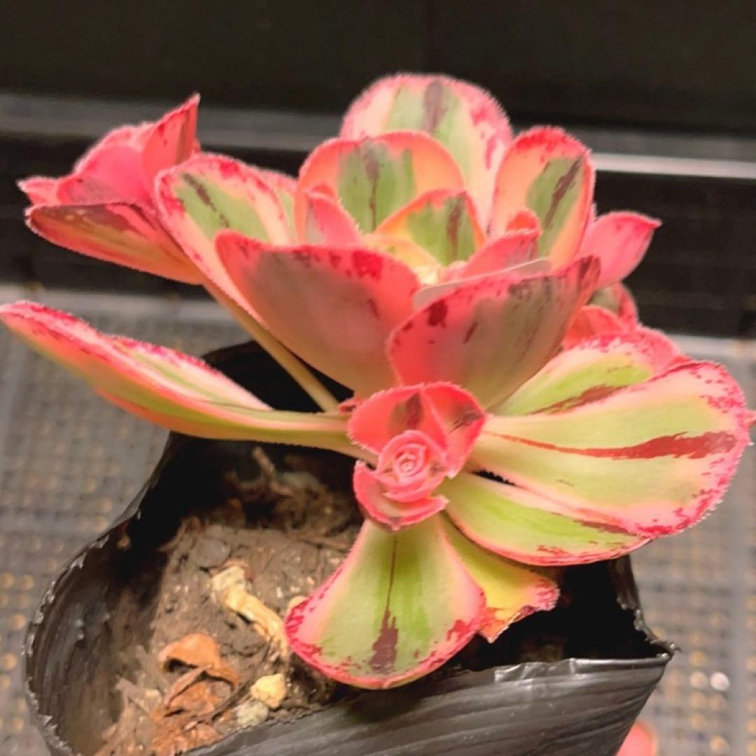 38#多肉植物アエオニウム❤️ロスコフ錦❤️青花磁❤️1大頭4小頭11cm拔キ苗