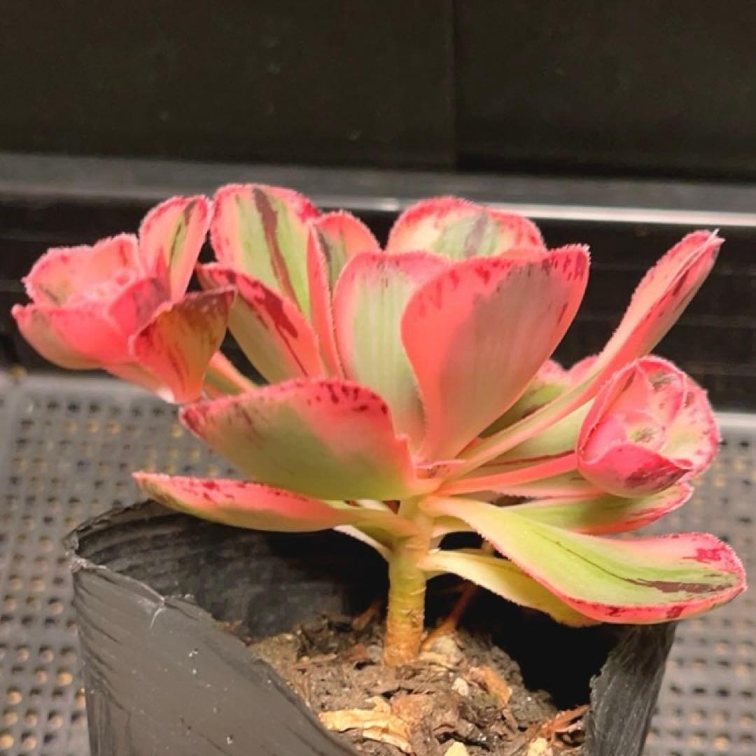 38#多肉植物アエオニウム❤️ロスコフ錦❤️青花磁❤️1大頭4小頭11cm拔キ苗