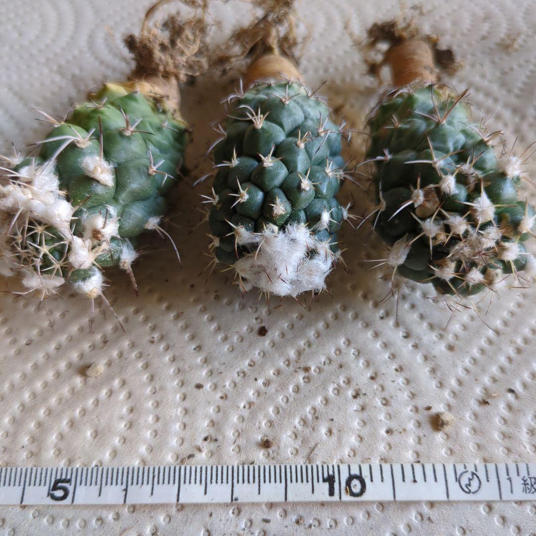 ツルビニカルプス　コウレイ玉　3株まとめて