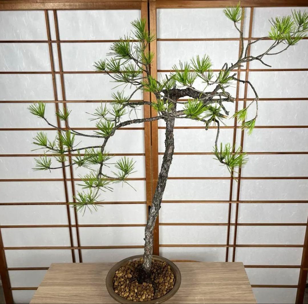赤松(あかまつ) 盆栽 素材