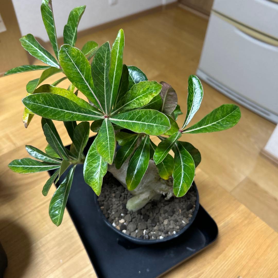 アデニウム オベスム　盆栽仕立て