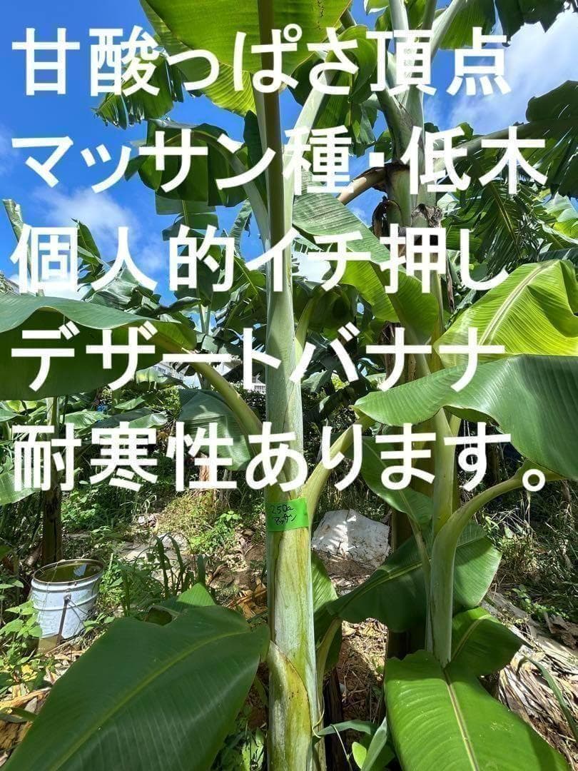 最高峰デザート,90cm◆ドワーフ・マッサン。バナナ苗◆耐寒性強く栽培が簡単です