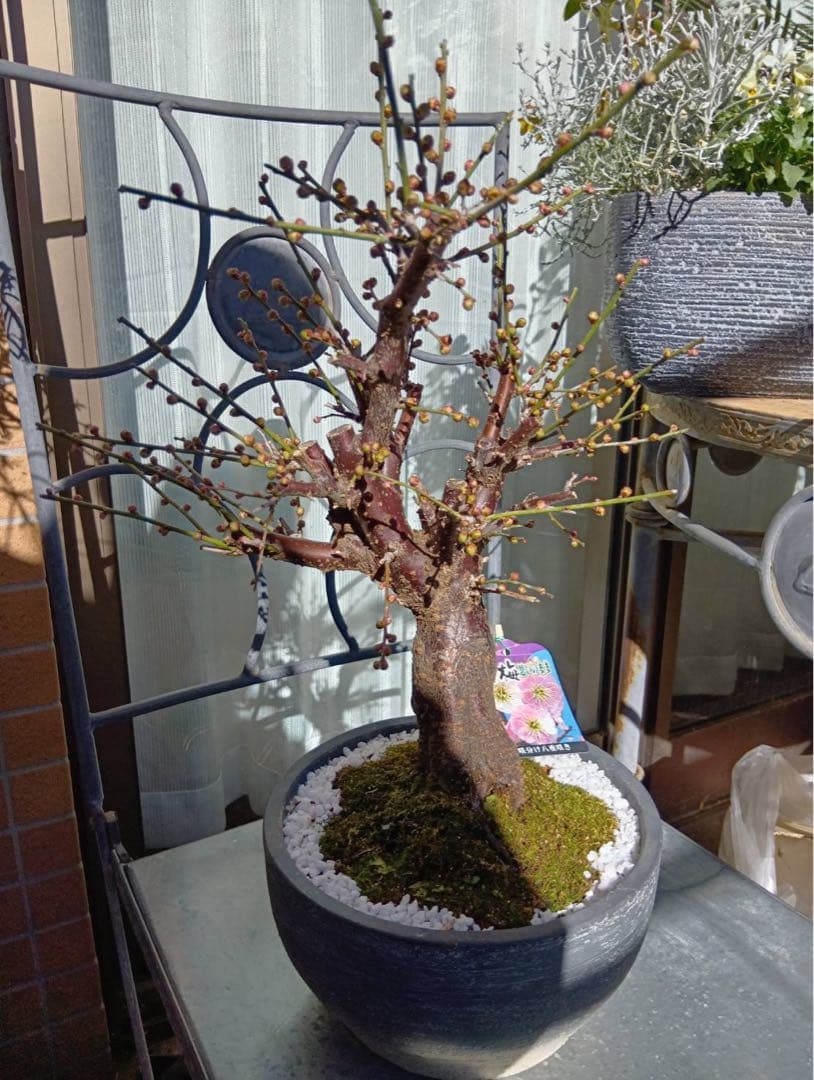 ❇︎梅☺︎盆栽７号陶器鉢付き❇︎
