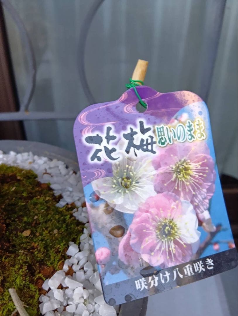 ❇︎梅☺︎盆栽７号陶器鉢付き❇︎