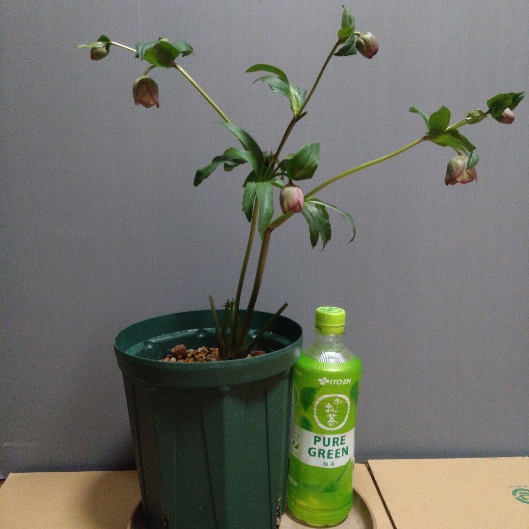 クリスマスローズ　多弁リバーシブルdd　開花株