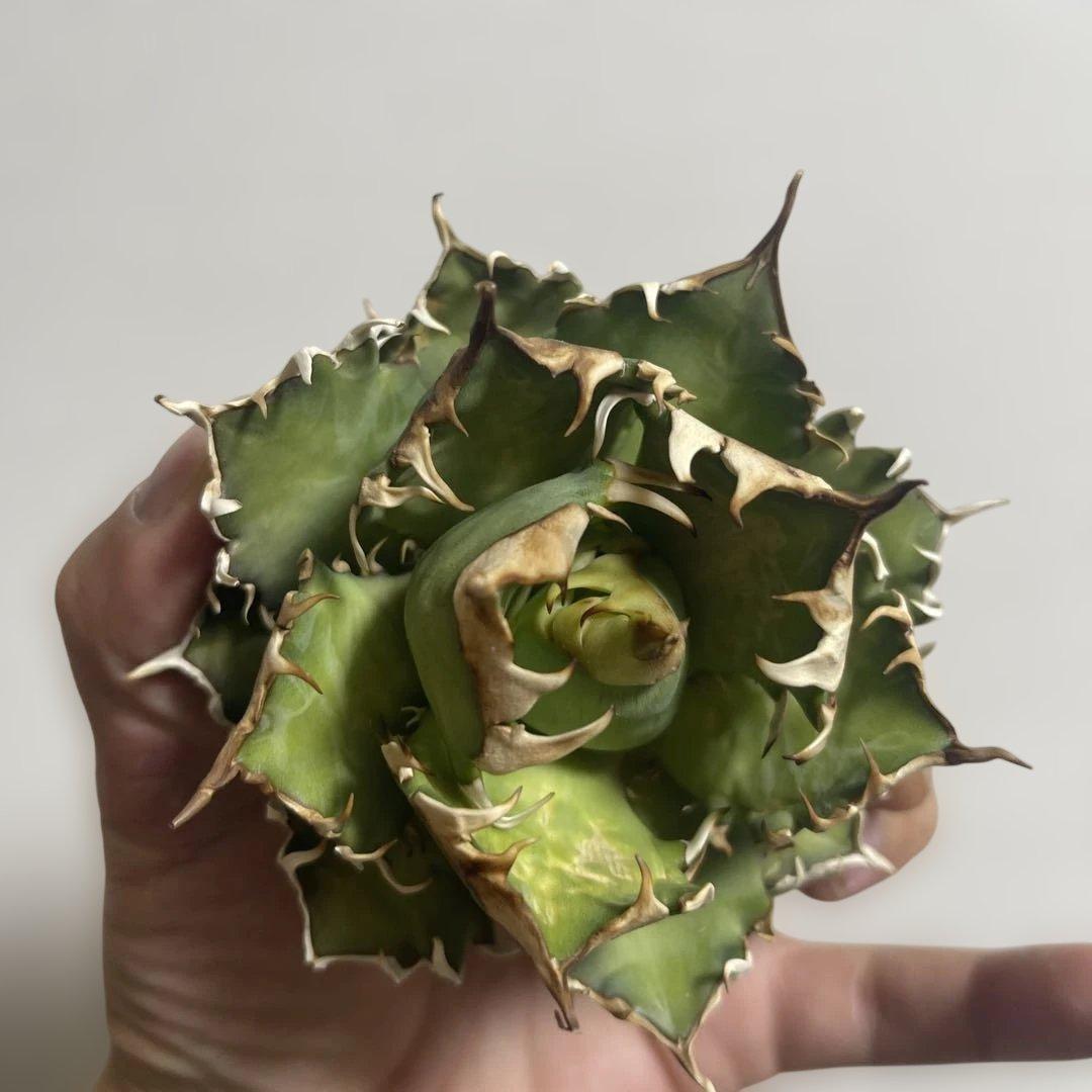 アガベ 赤猫