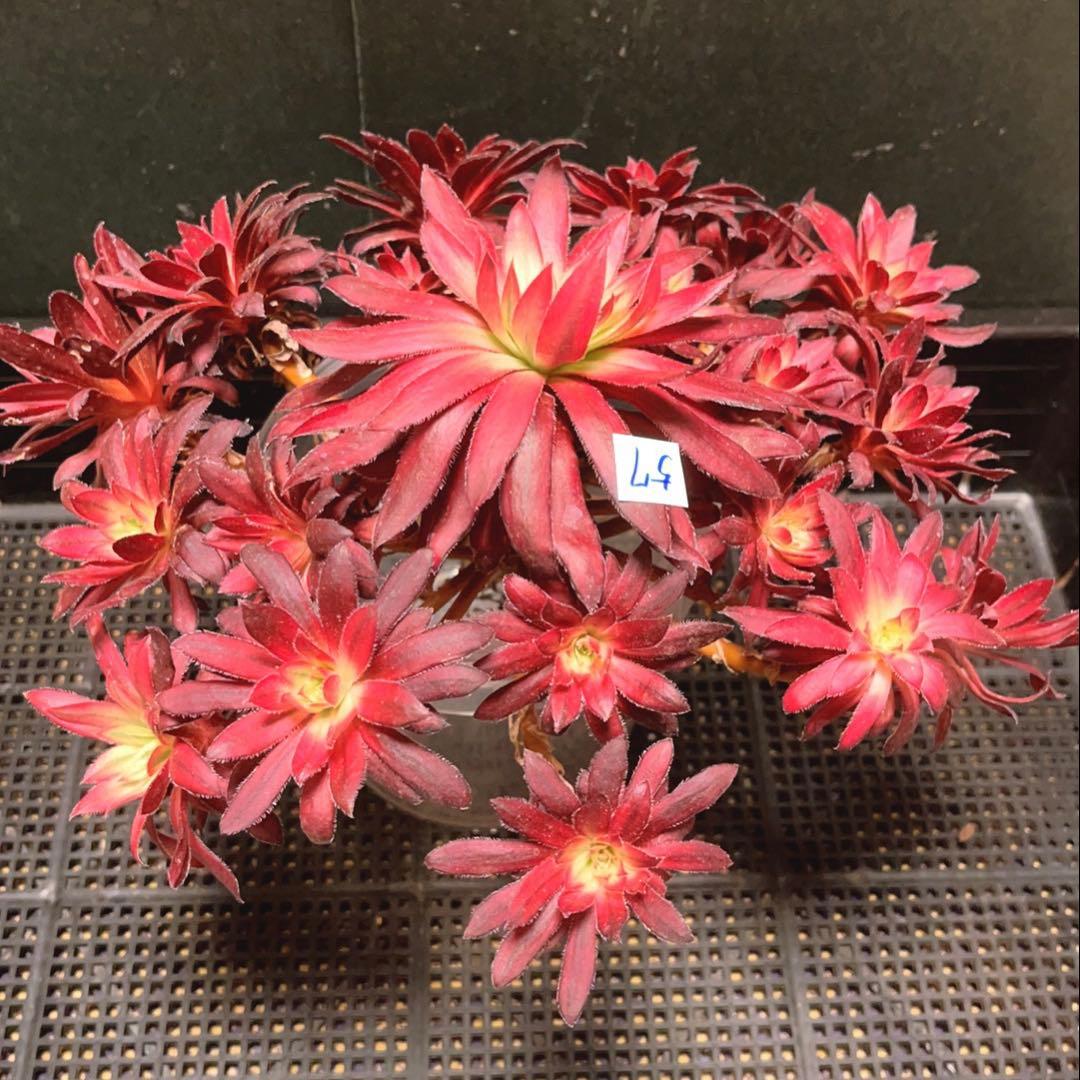 57#多肉植物❤️アエオニウム錦❤️朱雀錦❤️1大頭19小頭28cm拔き苗