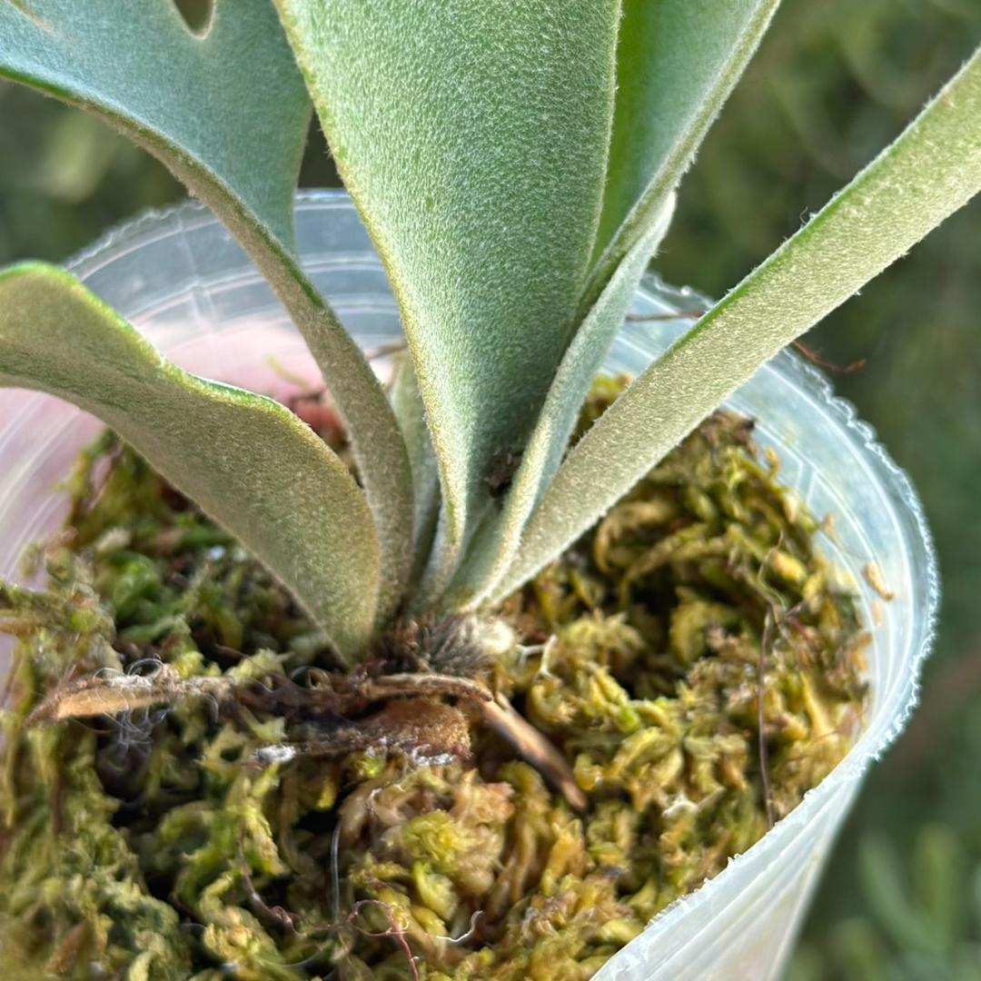 （大きめ）P.willinckii ’Nano’ spore 4901