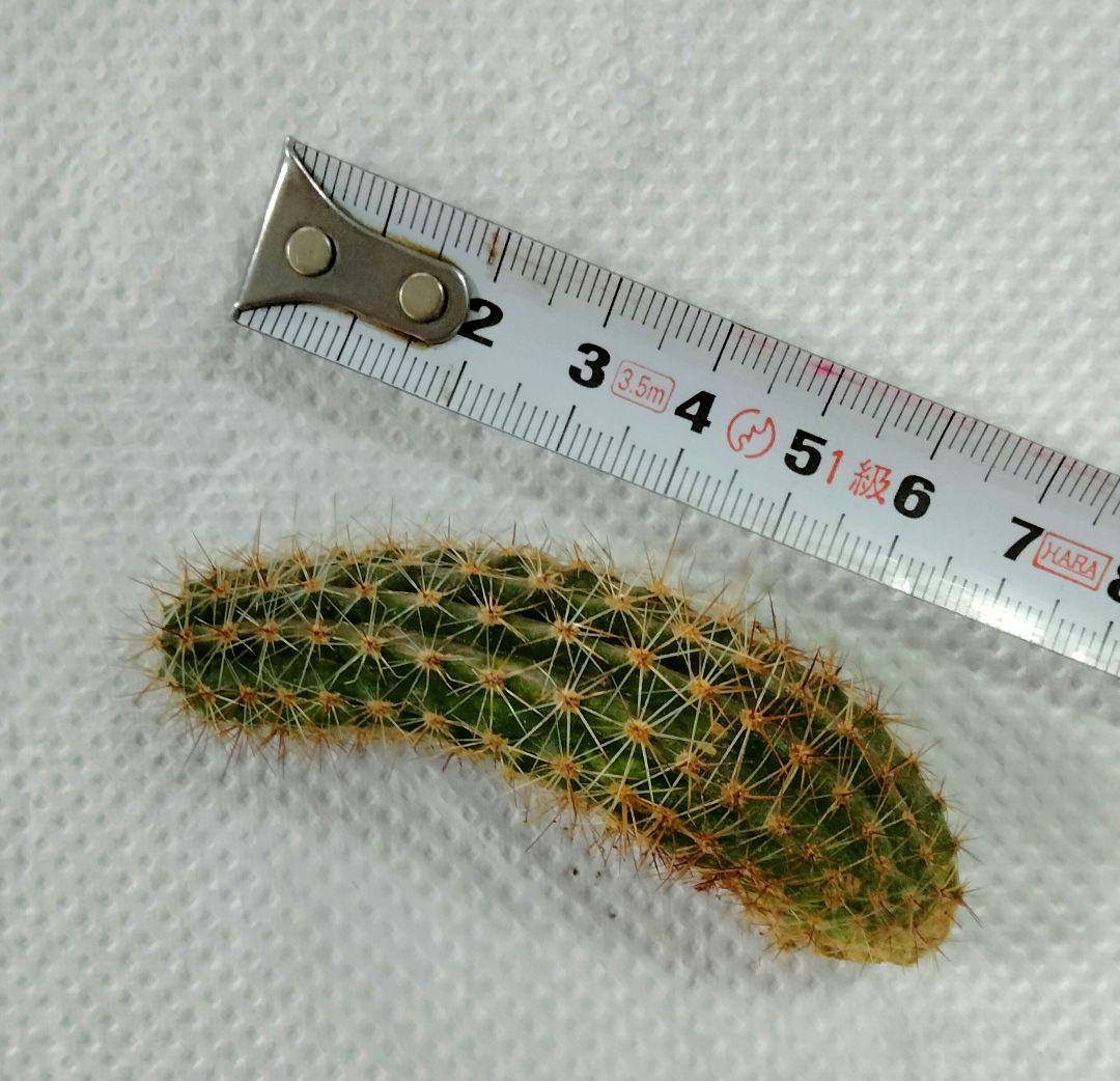 艶鶴丸（エンカクマル) 花サボテン カキコ１つ　流通量が少ない