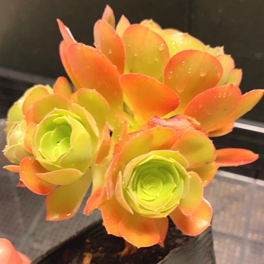 86#多肉植物アエオニウム❤️ サラダボール❤️1大頭4小頭14cm拔き苗