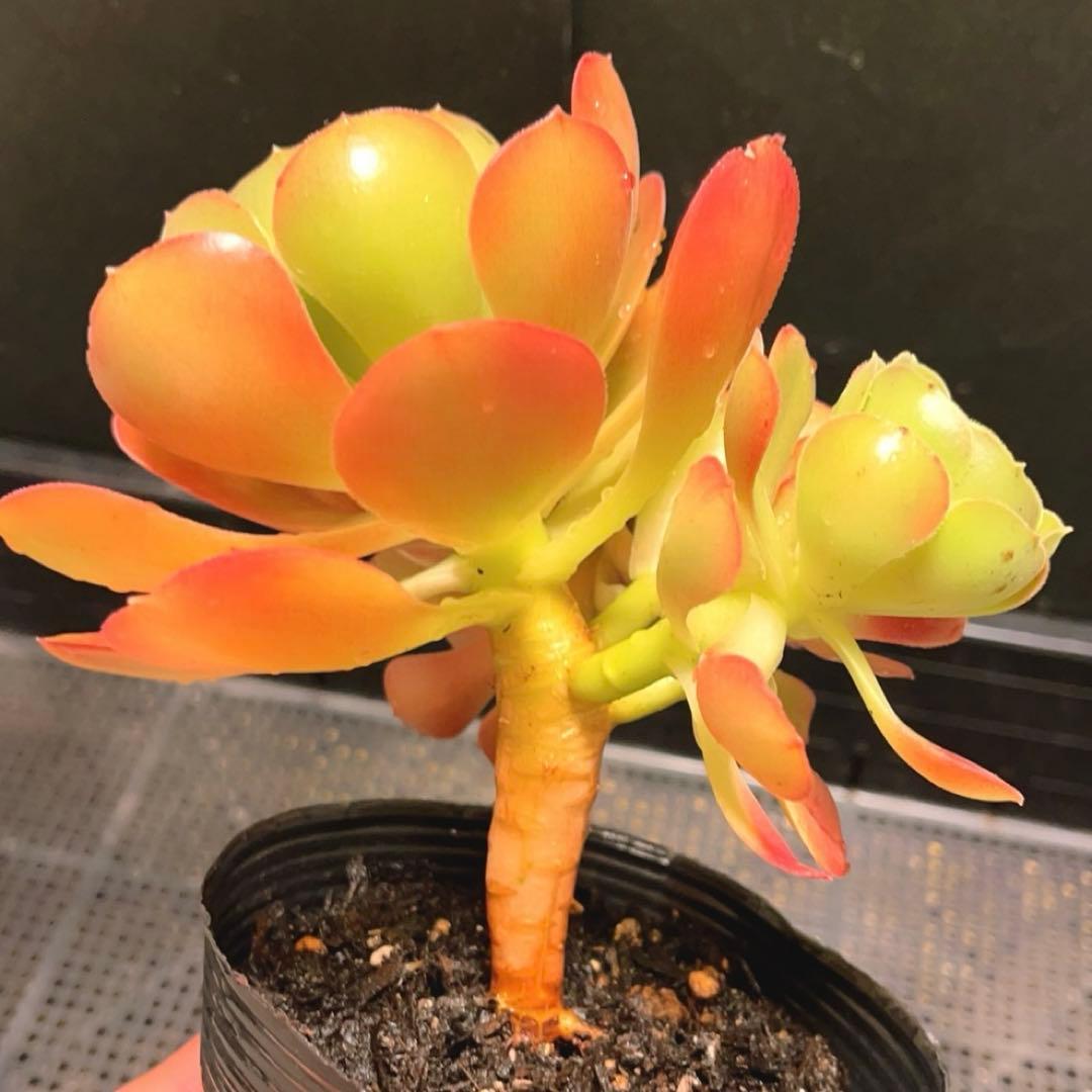 86#多肉植物アエオニウム❤️ サラダボール❤️1大頭4小頭14cm拔き苗