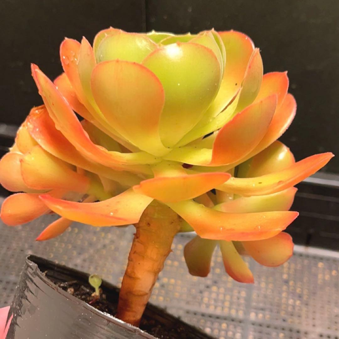 86#多肉植物アエオニウム❤️ サラダボール❤️1大頭4小頭14cm拔き苗