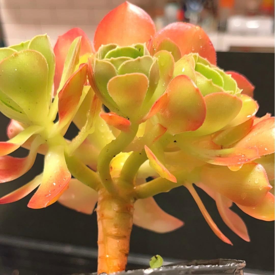 86#多肉植物アエオニウム❤️ サラダボール❤️1大頭4小頭14cm拔き苗