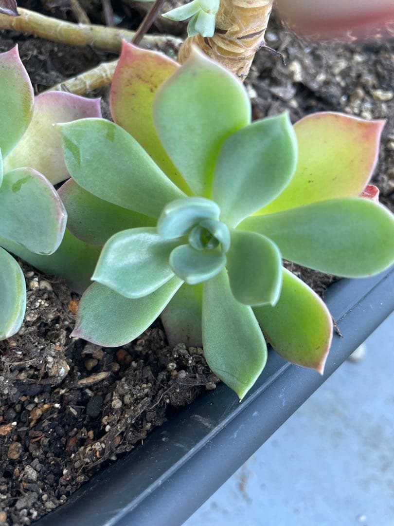 七福神　⑤  多肉植物