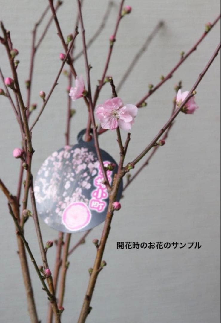 桃の花❤︎春のお花❤︎八重咲き花桃 【宝塚小町】④