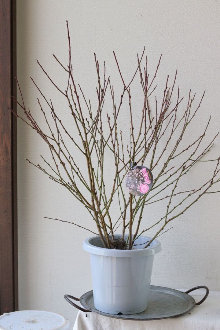 桃の花❤︎春のお花❤︎八重咲き花桃 【宝塚小町】④