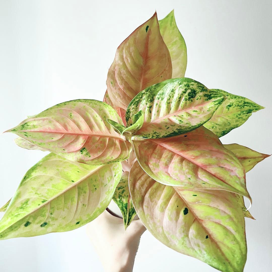 【希少】アグラオネマ プラカイペットレッド 観葉植物 室内