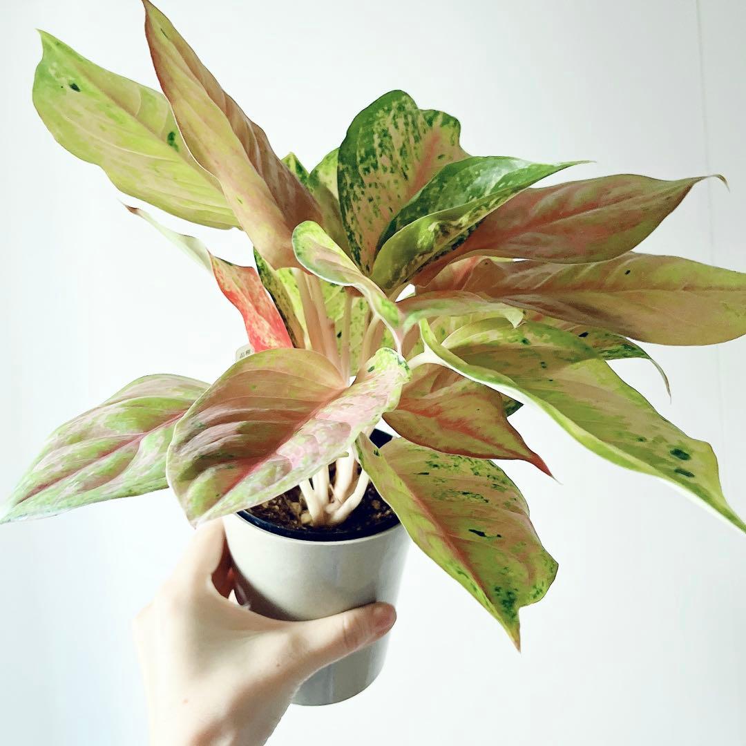 【希少】アグラオネマ プラカイペットレッド 観葉植物 室内