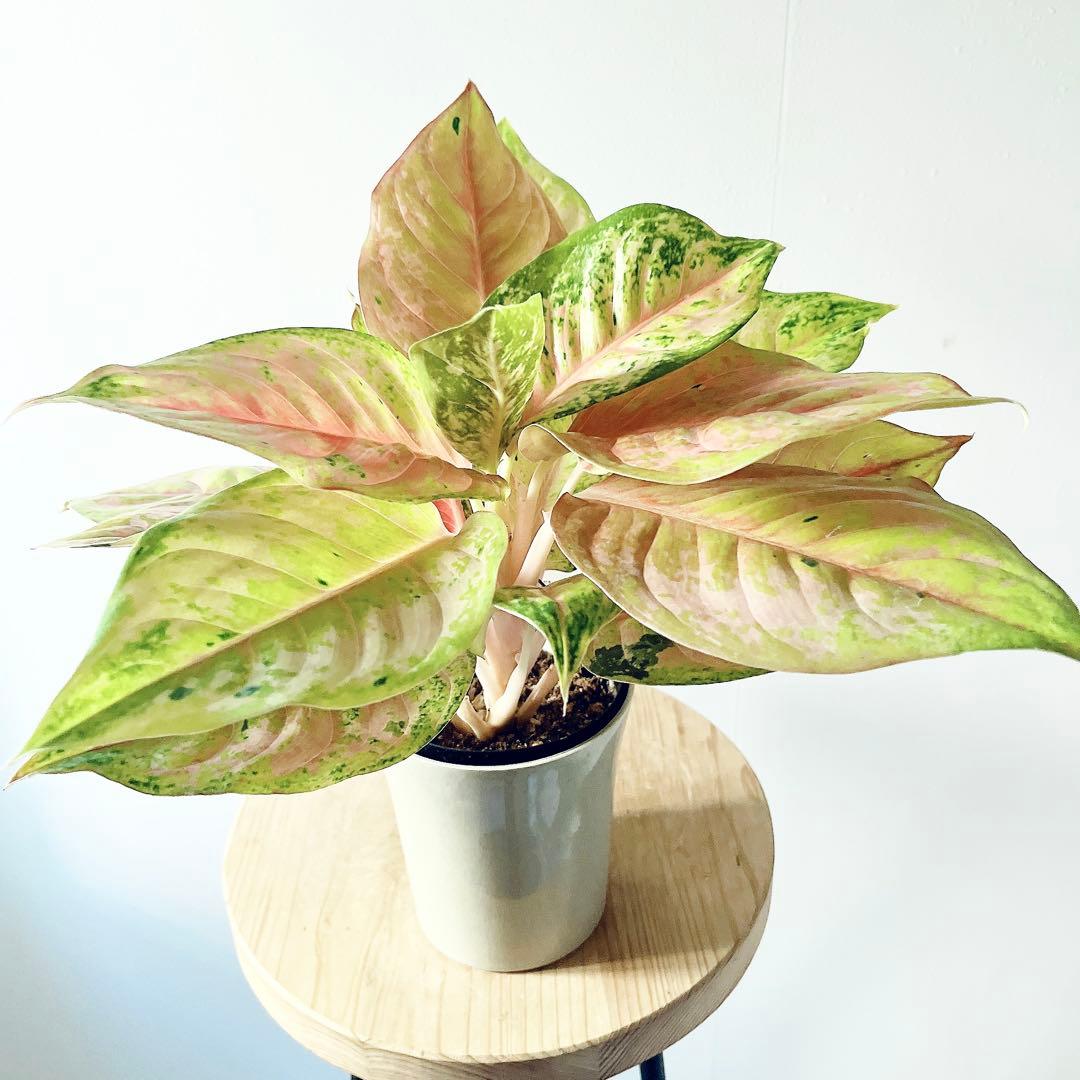 【希少】アグラオネマ プラカイペットレッド 観葉植物 室内