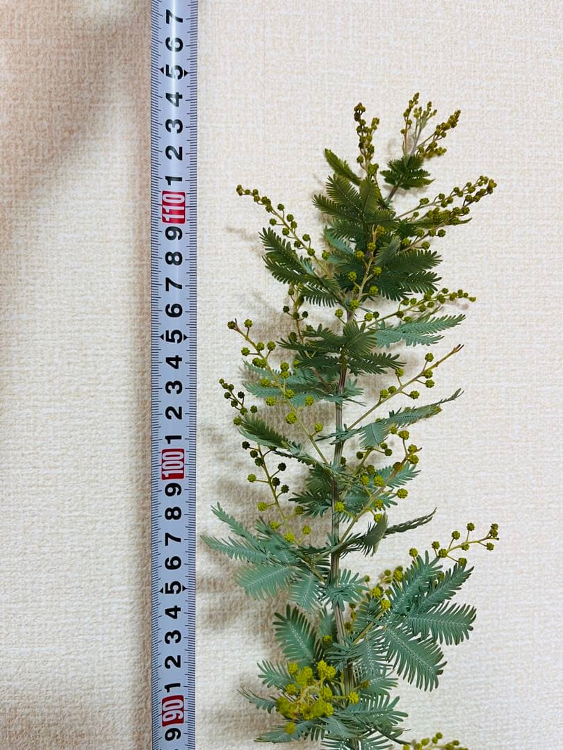 ✨【花芽付き】1m超えミモザ苗｜春すぐ開花✨希少サイズ✨　B