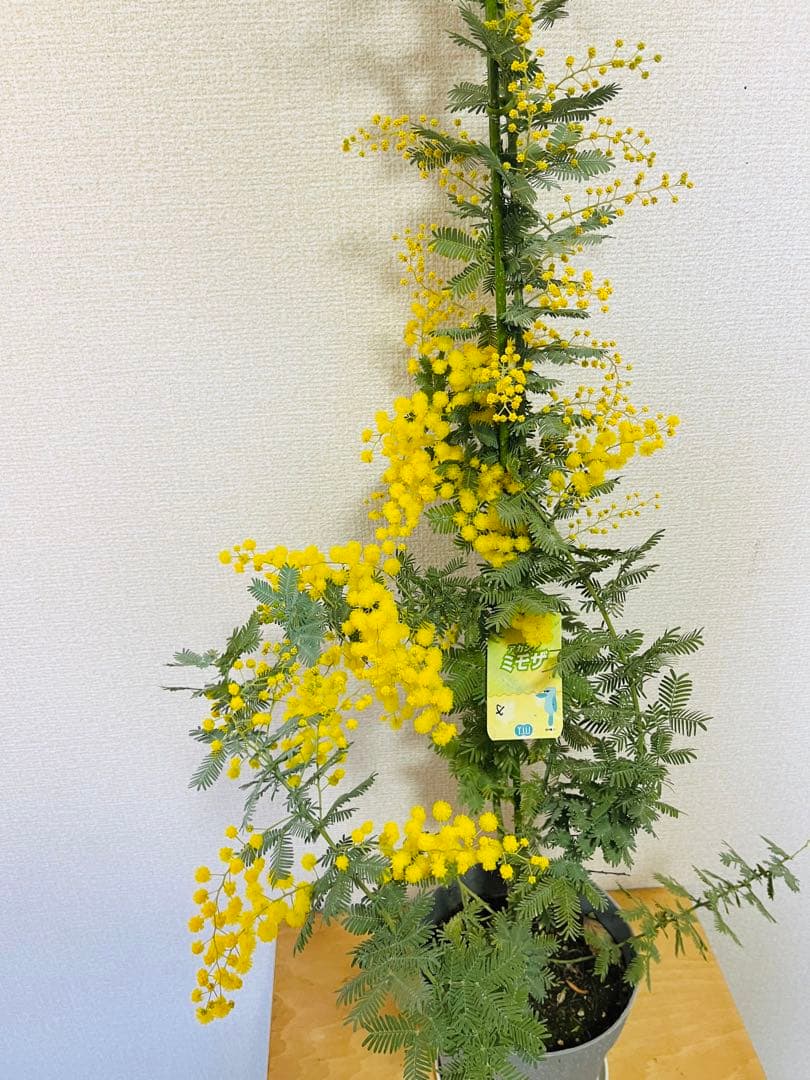 ✨【花芽付き】1m超えミモザ苗｜春すぐ開花✨希少サイズ✨　B