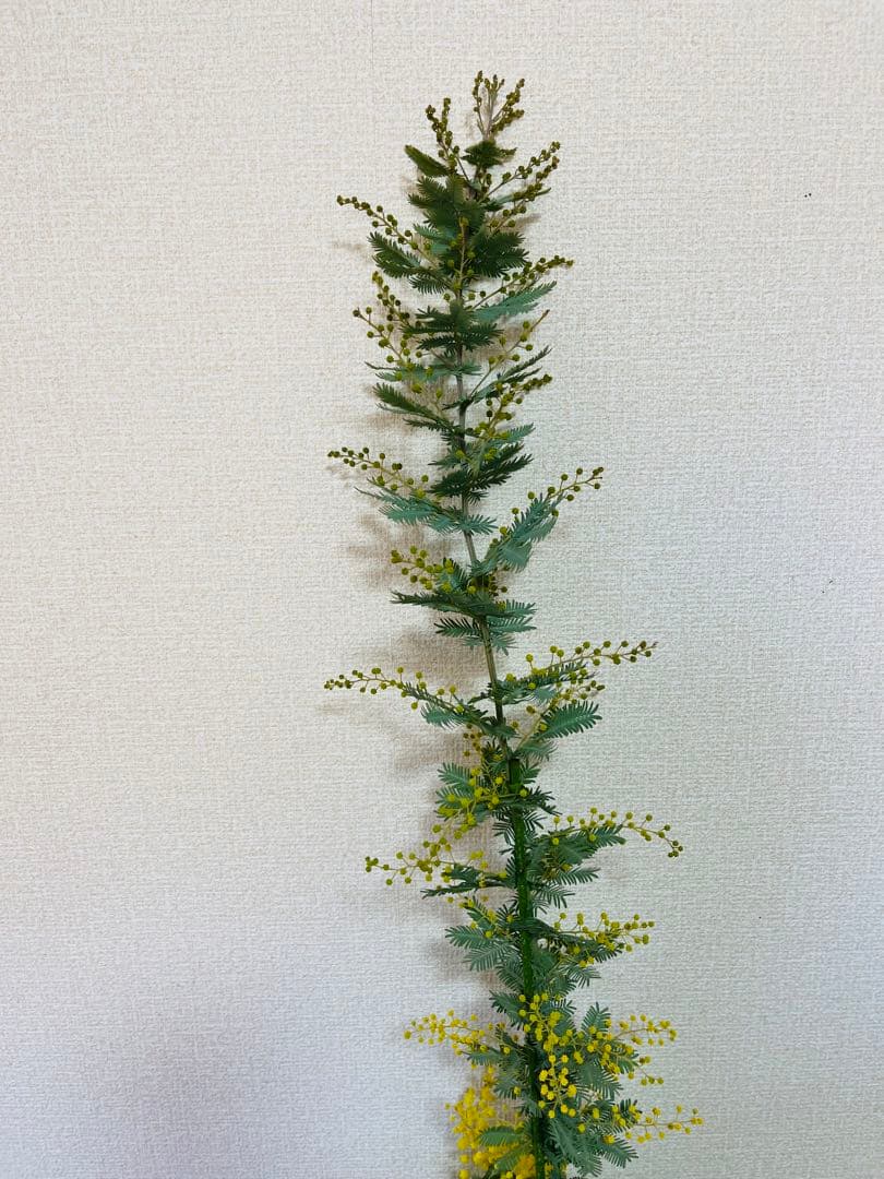 ✨【花芽付き】1m超えミモザ苗｜春すぐ開花✨希少サイズ✨　B