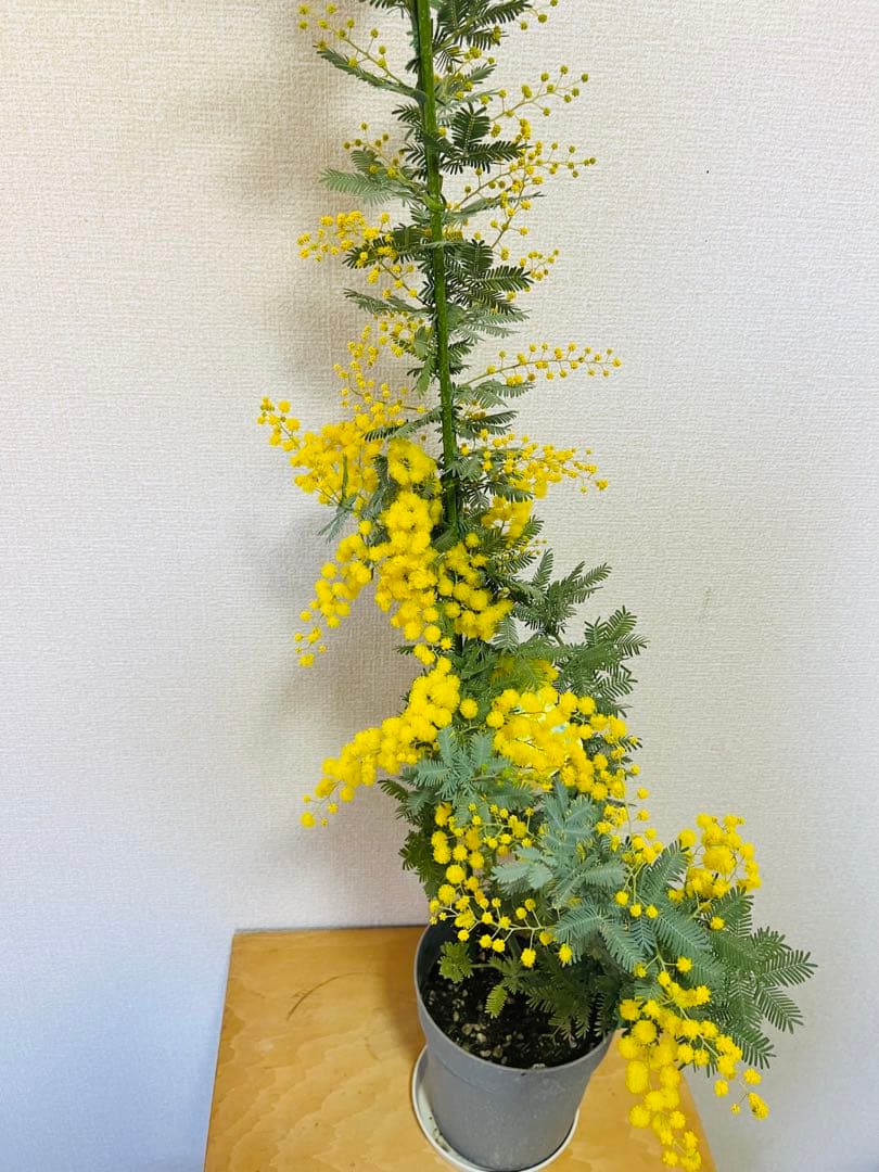 ✨【花芽付き】1m超えミモザ苗｜春すぐ開花✨希少サイズ✨　B